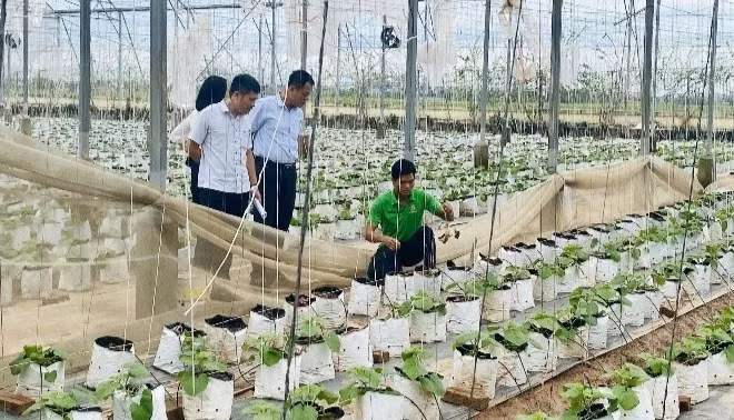 Mô hình sản xuất cây giống dưa thơm (dưa vàng, dưa vân lưới).