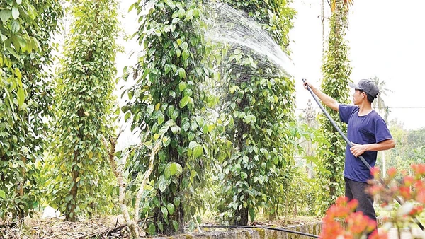 Người dân Tiên Phước (Quảng Nam) chú trọng kinh tế vườn, kinh tế trang trại.