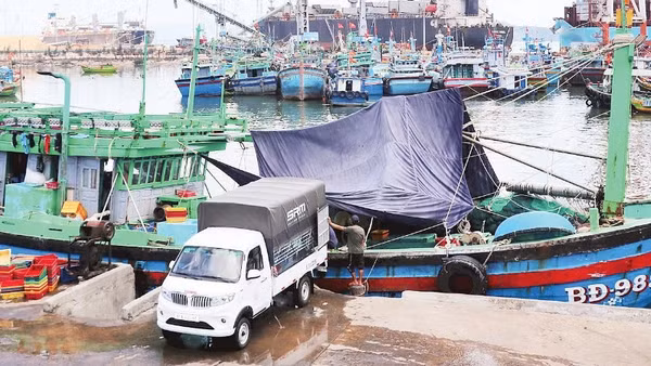 Mỗi năm cảng cá Quy Nhơn đón khoảng 11.000 lượt tàu thuyền ra vào.