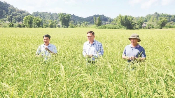 Cán bộ Sở Khoa học và Công nghệ Điện Biên cùng cán bộ, nông dân xã Mường Phăng kiểm tra tốc độ sinh trưởng trên cây lúa nếp tan.