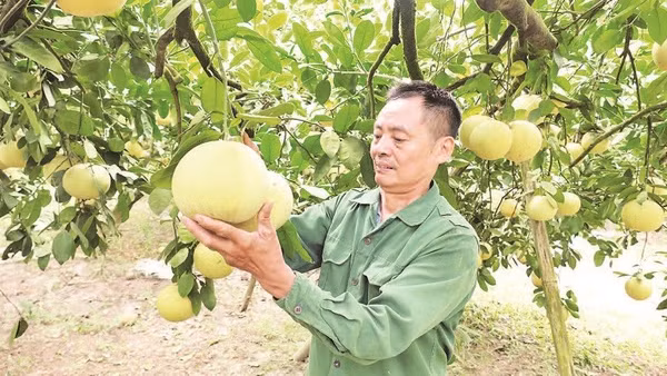 Ông Đỗ Khắc Thỏa có công lớn trong xây dựng thương hiệu bưởi Soi Hà.