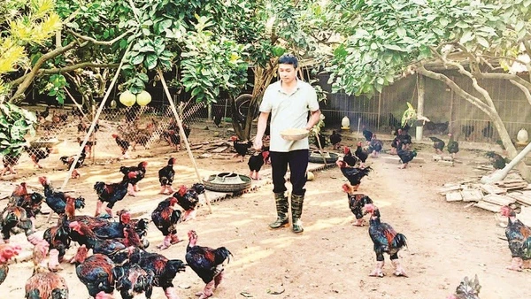 Trang trại của anh Lê Văn Thắng, xã Hoàn Long, tỉnh Hưng Yên nuôi gà Đông Tảo theo quy trình VietGAP.