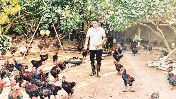 Trang trại của anh Lê Văn Thắng, xã Hoàn Long, tỉnh Hưng Yên nuôi gà Đông Tảo theo quy trình VietGAP.