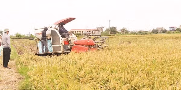 Lúa nếp nhung Tam Sơn vào vụ thu hoạch.