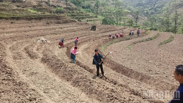 Đồng bào các dân tộc tỉnh Cao Bằng chuyển đổi đất rẫy trồng cây lương thực sang trồng cây dược liệu, mang lại hiệu quả kinh tế cao.