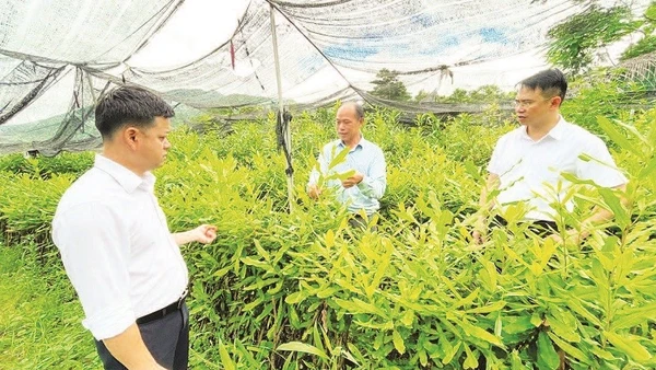 Ông Voòng Cá Lành (đứng giữa) chia sẻ về sự thành công của Hợp tác xã Voòng Dính, tỉnh Lai Châu trong việc sản xuất cây giống lâm nghiệp.