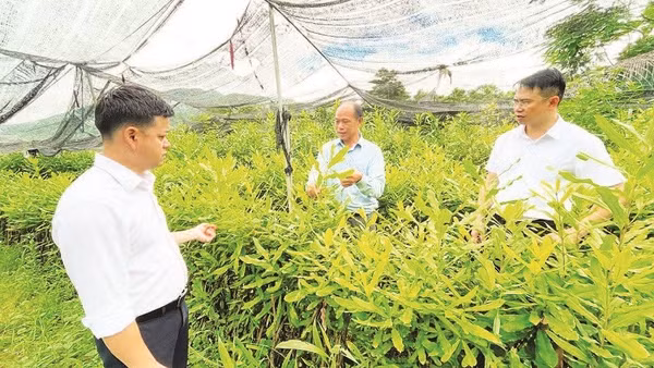 Ông Voòng Cá Lành (đứng giữa) chia sẻ về sự thành công của Hợp tác xã Voòng Dính, tỉnh Lai Châu trong việc sản xuất cây giống lâm nghiệp.