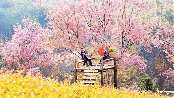 Vào mùa hoa tớ dày, Mù Cang Chải đón khoảng 60.000 - 80.000 lượt khách mỗi tháng.