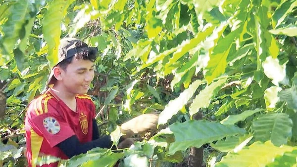 Thu hái cà-phê theo mùa vụ mang lại khoản thu nhập cao cho nhiều người.