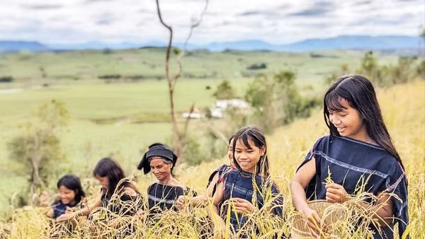 Nụ cười rạng rỡ giữa sắc vàng ấm no.