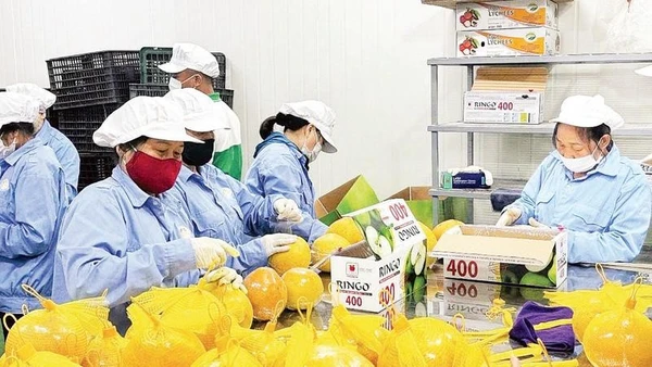 Đóng túi bưởi đỏ Tân Lạc trước khi xuất khẩu.