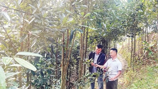 Cây quế đang trở thành cây làm giàu của bà con xã Trung Sơn.