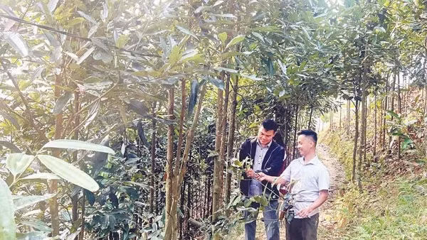 Cây quế đang trở thành cây làm giàu của bà con xã Trung Sơn.