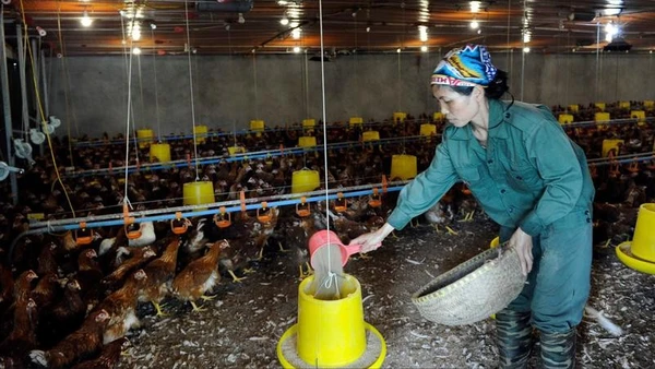 Trang trại chăn nuôi gà thịt tại xã Kiều Phú. (Ảnh ĐĂNG ANH)