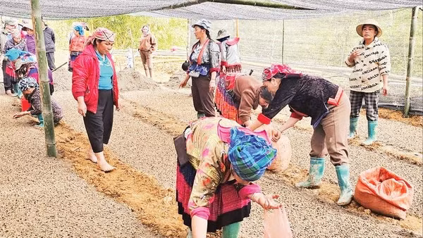 Người dân thôn Tủa Thàng đi gieo ươm hạt cà-phê.