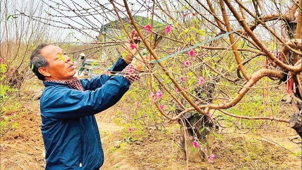 Những cây đào Nhật Tân luôn được khách đến xem và mua “tại vườn”.