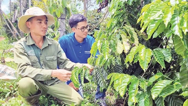 Anh Vũ Văn Hiếu (đội mũ) chuyển sang canh tác hữu cơ giúp năng suất ổn định, thu nhập tăng cao.