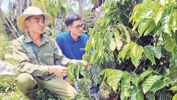 Anh Vũ Văn Hiếu (đội mũ) chuyển sang canh tác hữu cơ giúp năng suất ổn định, thu nhập tăng cao.