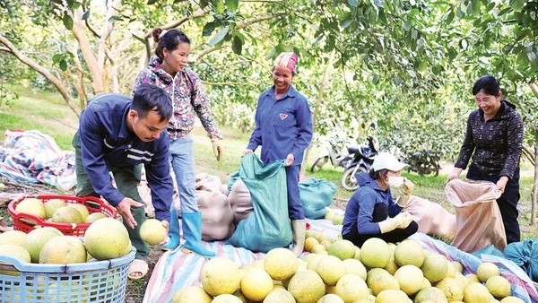 Người dân xã Xuân Vân thu hoạch bưởi Soi Hà.