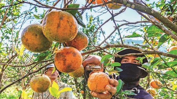 Những nông dân người đồng bào thiểu số thu hoạch cam tại vườn cam Hai Đông.