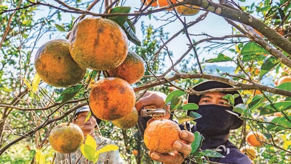 Những nông dân người đồng bào thiểu số thu hoạch cam tại vườn cam Hai Đông.