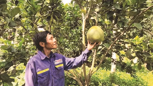 Đồng bào dân tộc thiểu số Raglai, xã Bác Ái Tây (Khánh Hòa) nâng cao thu nhập từ trồng cây bưởi da xanh.