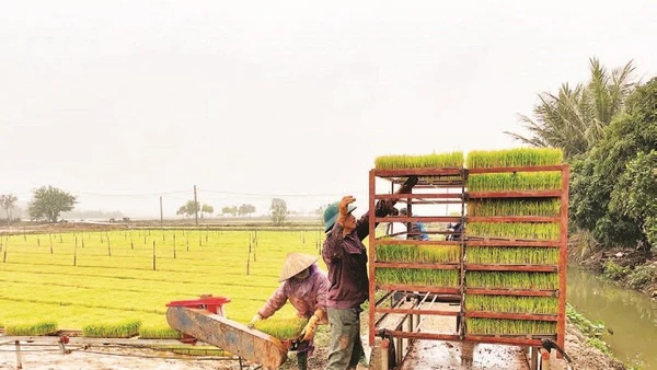 Nông dân xã Bình Giang sản xuất mạ khay để cấy lúa vụ xuân bằng máy.