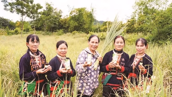 Bà Nguyễn Thị Bình (người đứng giữa) cùng các thành viên hợp tác xã tại cánh đồng sả bản Dao, xã Thống Nhất.