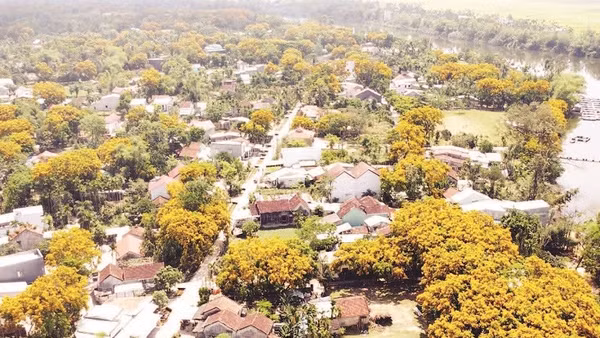 Làng Hương Trà, phường Hương Trà, thành phố Đà Nẵng mùa hoa sưa nở.