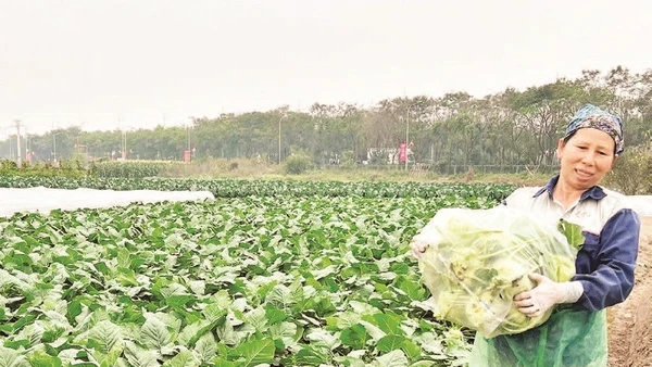 Hiện nay, phụ nữ vẫn chiếm đa số trong cơ cấu lao động sản xuất nông nghiệp.