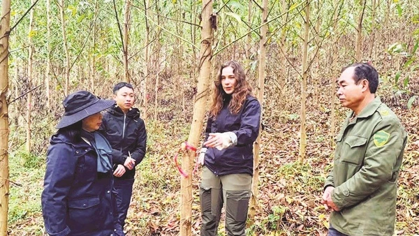 Các chuyên gia, nhà khoa học của Tập đoàn IREKA và Viện Lâm nghiệp kiểm tra mã số truy xuất vùng trồng rừng tại diện tích rừng của Công ty Lâm nghiệp Yên Sơn.