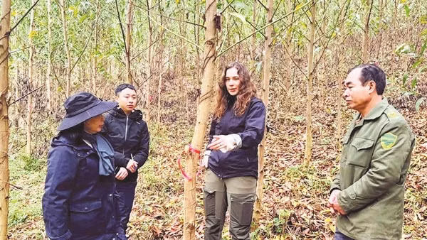 Các chuyên gia, nhà khoa học của Tập đoàn IREKA và Viện Lâm nghiệp kiểm tra mã số truy xuất vùng trồng rừng tại diện tích rừng của Công ty Lâm nghiệp Yên Sơn.