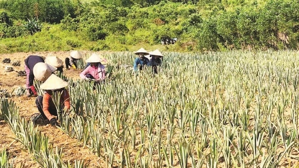 Nông dân xã Sơn Hạ liên kết với doanh nghiệp chuyển đổi cây trồng không hiệu quả thành vùng nguyên liệu dứa.