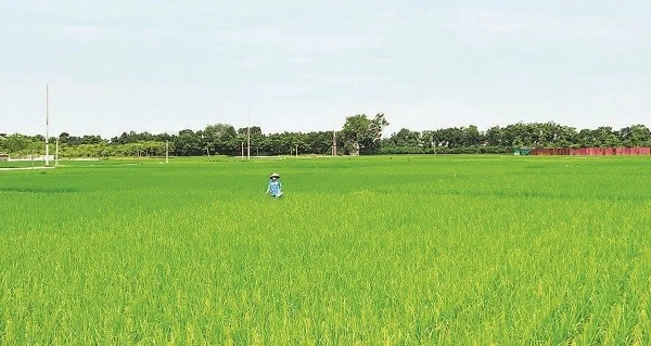 Trên nhiều diện tích gieo cấy sớm, lúa đã lên xanh tốt.