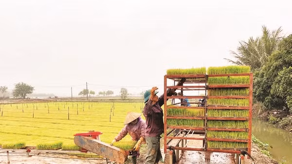 Nông dân xã Bình Giang sản xuất mạ khay để cấy lúa vụ xuân bằng máy.