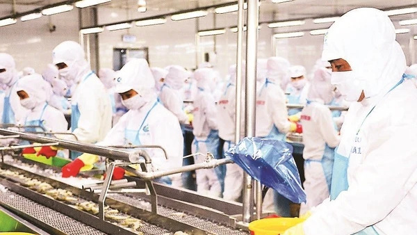 Vùng nguyên liệu dồi dào giúp Cà Mau đẩy mạnh phát triển chế biến, xuất khẩu tôm với tổng kim ngạch năm 2024 (tính cả Bạc Liêu và Cà Mau cũ) là hơn 2 tỷ USD.