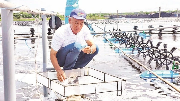 Ông Lê Văn Sấm bên ao nuôi tôm ứng dụng công nghệ cao