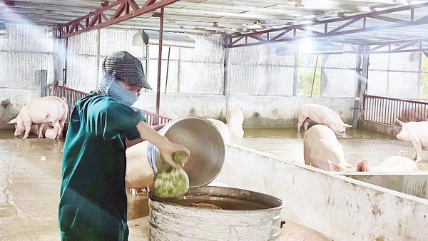 Trang trại chăn nuôi lợn an toàn sinh học của gia đình ông Nguyễn Văn Toàn.