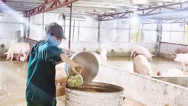 Trang trại chăn nuôi lợn an toàn sinh học của gia đình ông Nguyễn Văn Toàn.