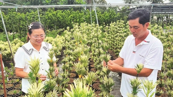 Vợ chồng anh Nguyễn Văn Phúc chăm sóc vườn tùng giống.