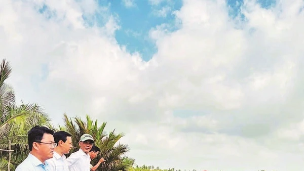 Mô hình sản xuất lúa ST25 kết hợp nuôi tôm, hiệu quả rất cao của nhiều hộ nông dân xã Ninh Thạnh Lợi (Cà Mau).