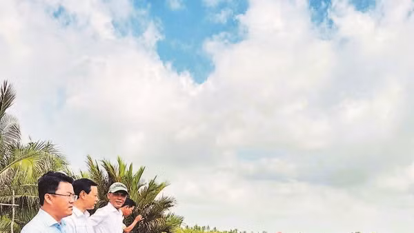 Mô hình sản xuất lúa ST25 kết hợp nuôi tôm, hiệu quả rất cao của nhiều hộ nông dân xã Ninh Thạnh Lợi (Cà Mau).