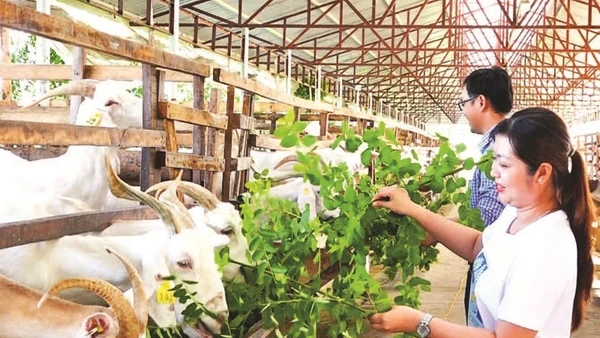 Trại sữa dê Ngọc Đào của chị Đặng Thị Ngọc Đào ở xã Tân Hòa, thành phố Cần Thơ.