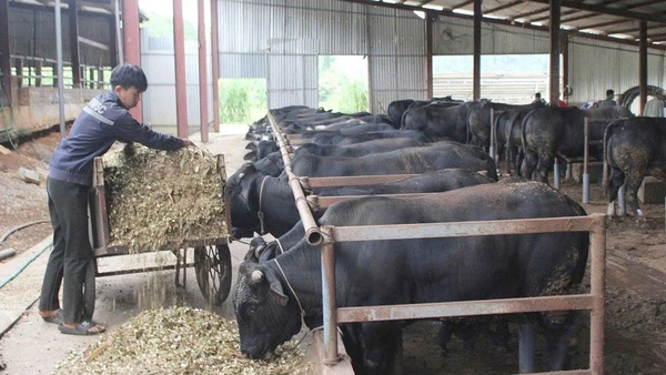 Mô hình nuôi bò lai 3B tại xã Chiềng Mai, tỉnh Sơn La đang mở ra hướng sản xuất mới.