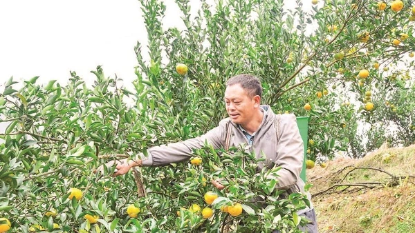 Với hơn 700 ha, Mường Khương là vùng trồng quýt lớn nhất tỉnh Lào Cai.
