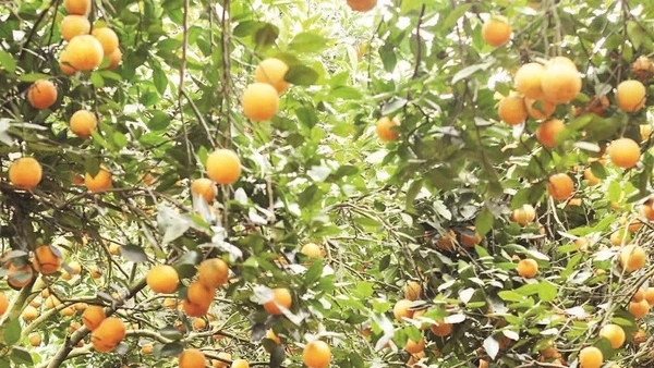 Người dân xã Cao Phong thu hoạch cam.