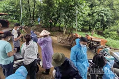 Cơ quan chức năng đưa đàn lợn bị nhiễm bệnh đi tiêu hủy. 