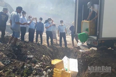 Lực lượng chức năng tiến hành tiêu hủy gần 500kg thực phẩm đông lạnh không rõ nguồn gốc.