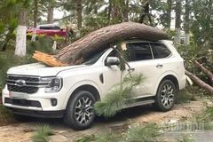 Do ảnh hưởng bão số 3 một số cây thông đã gãy, đổ vào ô-tô của người dân trên địa bàn phường Xuân Hương-Đà Lạt, tỉnh Lâm Đồng.