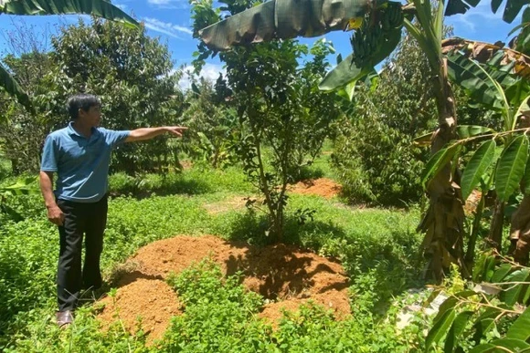 Ông Cao Viết Hùng bên những hố chôn 25 con lợn chết từ đầu tháng 7 đến nay.